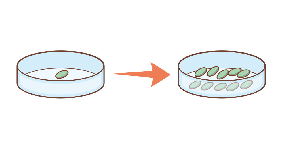 幹細胞の培養
